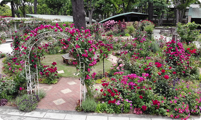 200種類を超えるバラが咲き誇るローズガーデン