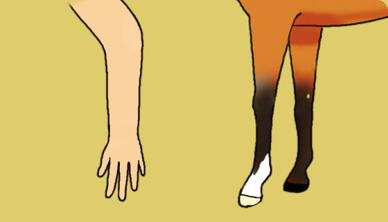 サラブレッドの蹄（ひづめ）は人のどの指にあたる？