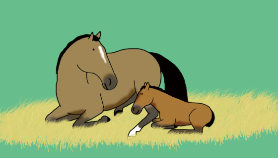 馬の妊娠期間はどれくらい？