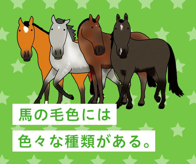 馬の毛色には色々な種類がある。